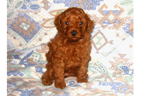 �ԍ��F19009�@�v�[�h���E�g�C�@���b�h�@���X�@11/16��