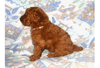 �ԍ��F19009�@�v�[�h���E�g�C�@���b�h�@���X�@11/16��