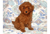 �ԍ��F19009�@�v�[�h���E�g�C�@���b�h�@���X�@11/16��