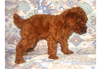 �ԍ��F19009�@�v�[�h���E�g�C�@���b�h�@���X�@11/16��