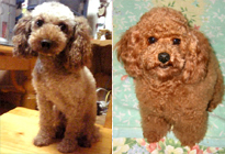 �v�[�h���E�g�C�@�����F�W���[�W�N�@�ꌢ�F���������