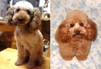 �v�[�h���E�g�C�@�����F�W���[�W�N�@�ꌢ�F�l�l�����