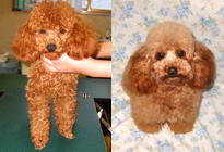 �v�[�h���E�g�C�@���b�h�@�����F���u�N�@�ꌢ�F�l�l�����