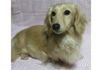 �_�b�N�XM�E�����O�@�N���[���@�ꌢ�F�~���L�[�����