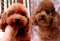 �v�[�h���E�g�C�@���b�h�@�V�[�U�[�N�����������