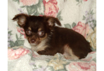 �ԍ��F21001�@�`�����E�����O�@�`���R�z���C�g�@�I�X�@12/23��