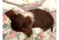 �ԍ��F21001�@�`�����E�����O�@�`���R�z���C�g�@�I�X�@12/23��