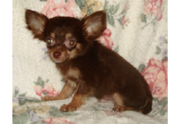 �ԍ��F21002�@�`�����E�����O�@�`���R�^���@�I�X�@12/23��