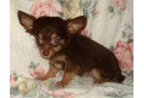 �ԍ��F21002�@�`�����E�����O�@�`���R�^���@�I�X�@12/23��