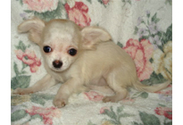 �ԍ��F21003�@�`�����E�����O�@�N���[���z���C�g�@���X�@12/23��