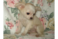 �ԍ��F21003�@�`�����E�����O�@�N���[���z���C�g�@���X�@12/23��