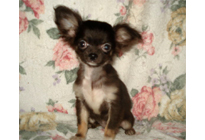 �ԍ��F21004�@�`�����E�����O�@�u���b�N�^���z���C�g�@���X�@12/23��