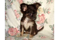 �ԍ��F21004�@�`�����E�����O�@�u���b�N�^���z���C�g�@���X�@12/23��