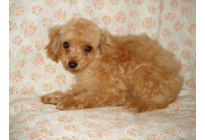 �ԍ��F21005�@�v�[�h���E�g�C�@�A�v���R�b�g�@���X�@11/28��