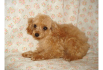 �ԍ��F21005�@�v�[�h���E�g�C�@�A�v���R�b�g�@���X�@11/28��