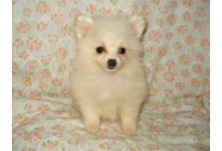 �ԍ��F21006�@�|�����j�A���@�z���C�g�@���X�@2/14��