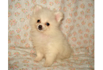 �ԍ��F21006�@�|�����j�A���@�z���C�g�@���X�@2/14��