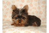 �ԍ��F21007�@���[�N�V���[T�@�X�`�[���u���[�^���@�I�X�@1/1��