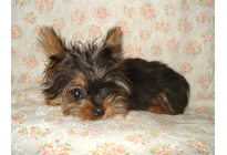 �ԍ��F21007�@���[�N�V���[T�@�X�`�[���u���[�^���@�I�X�@1/1��