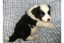 �ԍ��F21008�@�{�[�_�[�R���[�@�u���b�N���z���C�g�@�I�X�@3/14��