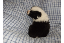 �ԍ��F21008�@�{�[�_�[�R���[�@�u���b�N���z���C�g�@�I�X�@3/14��