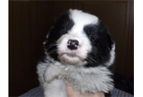 �ԍ��F21009�@�{�[�_�[�R���[�@�u���b�N���z���C�g�@�I�X�@3/14��