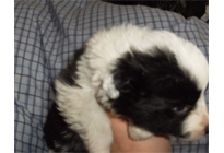 �ԍ��F21009�@�{�[�_�[�R���[�@�u���b�N���z���C�g�@�I�X�@3/14��