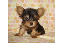 �ԍ��F21009�@�{�[�_�[�R���[�@�u���b�N���z���C�g�@�I�X�@3/14��