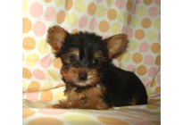 �ԍ��F21010�@���[�N�V���[T�@�X�`�[���u���[�^���@���X�@6/22��