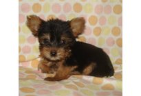 �ԍ��F21010�@���[�N�V���[T�@�X�`�[���u���[�^���@���X�@6/22��