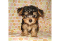 �ԍ��F21011�@���[�N�V���[T�@�X�`�[���u���[�^���@�I�X�@6/22��