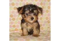 �ԍ��F21011�@���[�N�V���[T�@�X�`�[���u���[�^���@�I�X�@6/22��