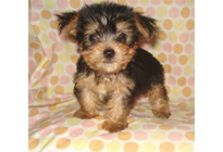 �ԍ��F21011�@���[�N�V���[T�@�X�`�[���u���[�^���@�I�X�@6/22��