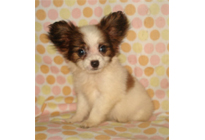 �ԍ��F21012�@�p�s�����@�z���C�g���u���E���@���X�@6/1��