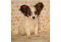 �ԍ��F21012�@�p�s�����@�z���C�g���u���E���@���X�@6/1��