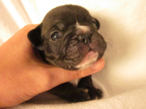 �ԍ��F21101�@�t�����`�u���h�b�O�@�u�����h���@���X�@1/27��