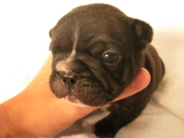 �ԍ��F21102�@�t�����`�u���h�b�O�@�u�����h���@�I�X�@1/27��