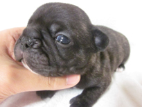 �ԍ��F21103�@�t�����`�u���h�b�O�@�^�C�K�[�u�����h���@�I�X�@1/27��