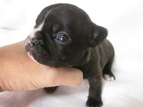 �ԍ��F21104�@�t�����`�u���h�b�O�@�u�����h���@�I�X�@1/27��