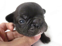 �ԍ��F21105�@�t�����`�u���h�b�O�@�u�����h���@�I�X�@1/27��