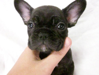 �ԍ��F21106�@�t�����`�u���h�b�O�@�u�����h���@�I�X�@12/26��