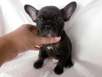 �ԍ��F21106�@�t�����`�u���h�b�O�@�u�����h���@�I�X�@12/26��