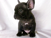 �ԍ��F21106�@�t�����`�u���h�b�O�@�u�����h���@�I�X�@12/26��