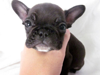 �ԍ��F21107�@�t�����`�u���h�b�O�@�u�����h���@�I�X�@12/26��