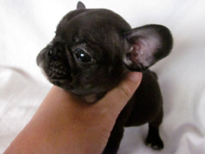 �ԍ��F21107�@�t�����`�u���h�b�O�@�u�����h���@�I�X�@12/26��