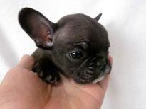 �ԍ��F21107�@�t�����`�u���h�b�O�@�u�����h���@�I�X�@12/26��