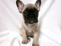 �ԍ��F21108�@�t�����`�u���h�b�O�@�t�H�[���@���X�@12/26��