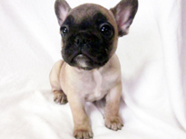 �ԍ��F21109�@�t�����`�u���h�b�O�@�t�H�[���@���X�@12/26��