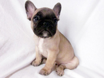 �ԍ��F21109�@�t�����`�u���h�b�O�@�t�H�[���@���X�@12/26��