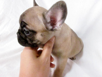 �ԍ��F21109�@�t�����`�u���h�b�O�@�t�H�[���@���X�@12/26��